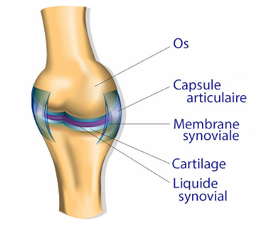 anatomie d'une articulation