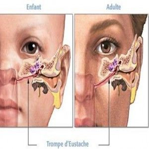 anatomie de la trompe d'eustache