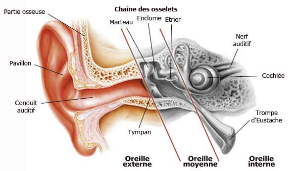 anatomie de l'oreille
